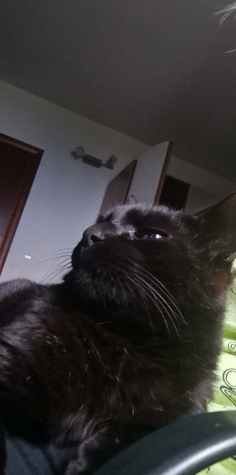 moja maca